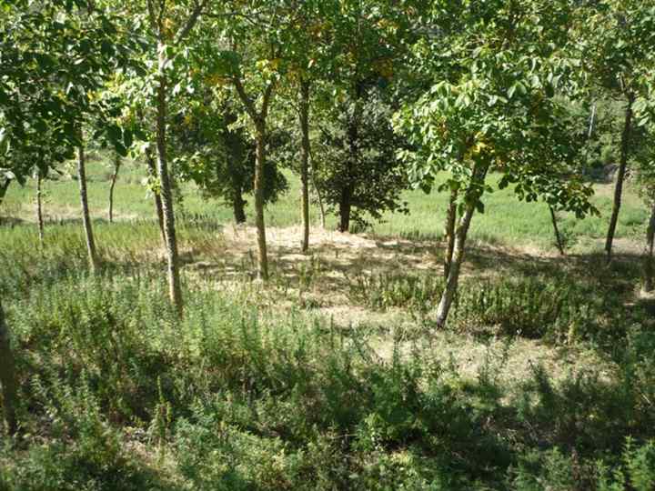 Vendita Appartamento indipendente GREVE IN CHIANTI