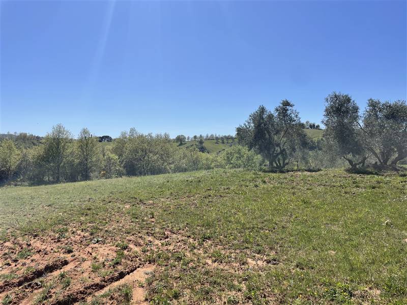 Vendita Terreno MANCIANO