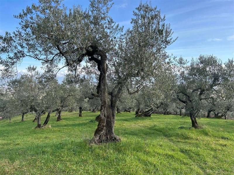 Vendita Terreno agricolo CECINA