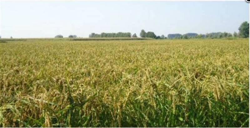 Vendita Azienda agricola MORTARA