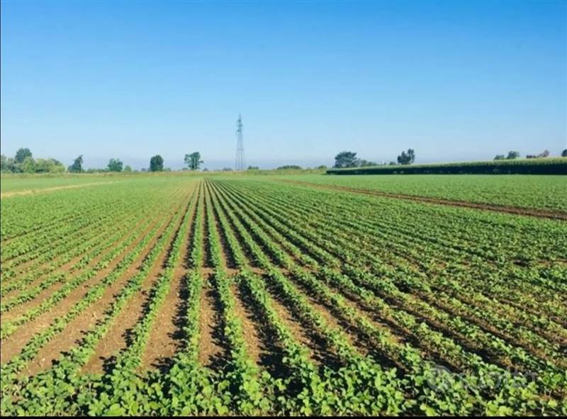 Vendita Azienda agricola PIACENZA