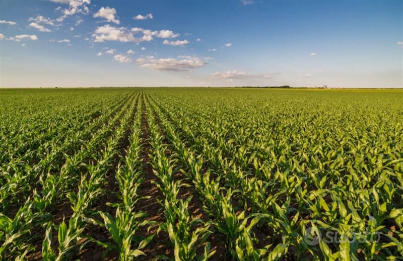 Vendita Azienda agricola PAVIA