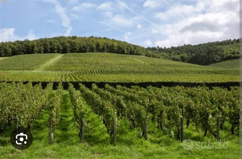 Vendita Azienda agricola BORGONOVO VAL TIDONE