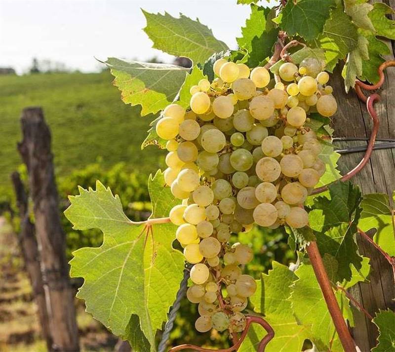 Vendita Terreno agricolo ALESSANDRIA