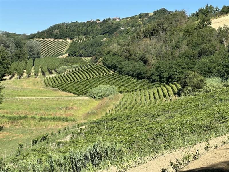 Vendita Azienda agricola NIZZA MONFERRATO