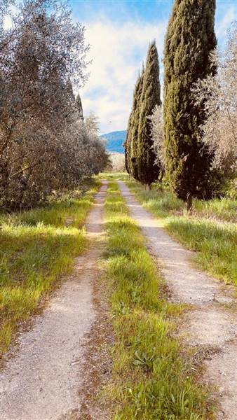 Vendita Terreno agricolo SCARLINO