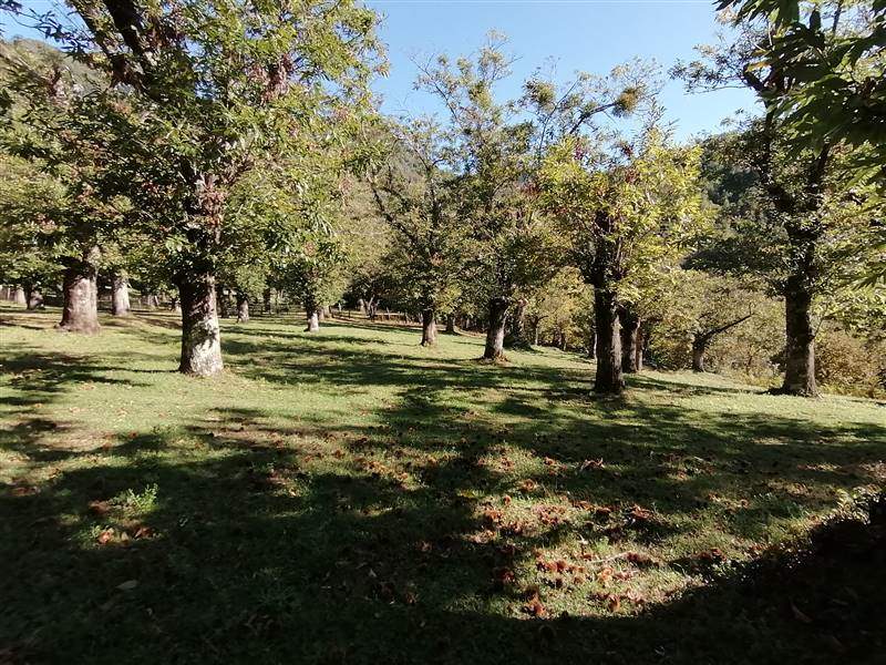 Vendita Terreno agricolo GIFFONI VALLE PIANA