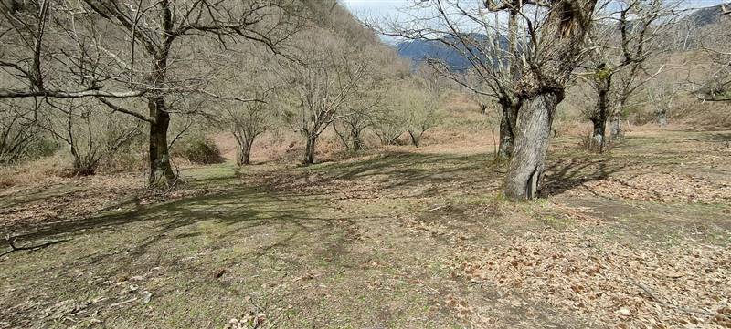 Vendita Annesso agricolo GIFFONI VALLE PIANA