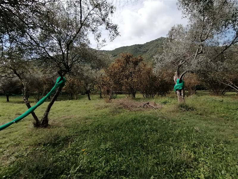 Vendita Terreno agricolo GIFFONI VALLE PIANA