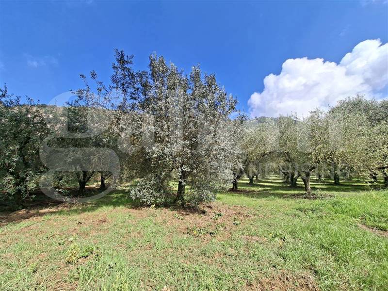 Vendita Terreno agricolo VAIRANO PATENORA