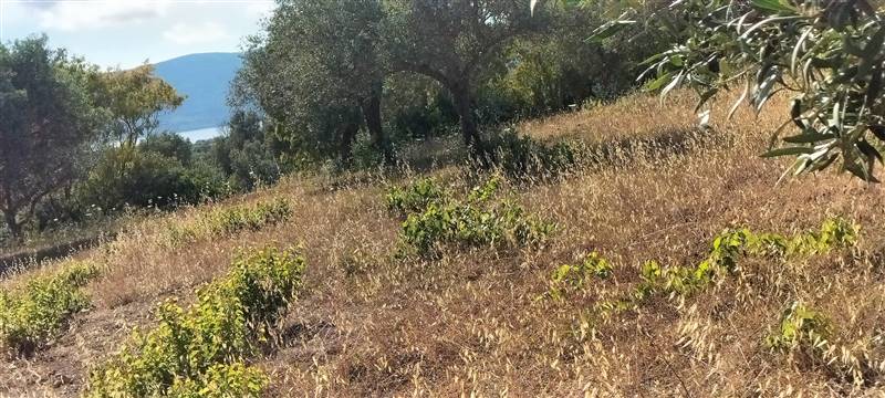 Vendita Terreno agricolo TISSI