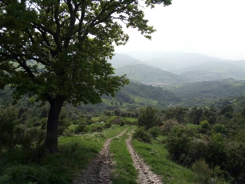 Vendita Terreno agricolo ORIOLO