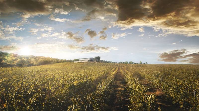 Vendita Azienda agricola MONTALTO UFFUGO