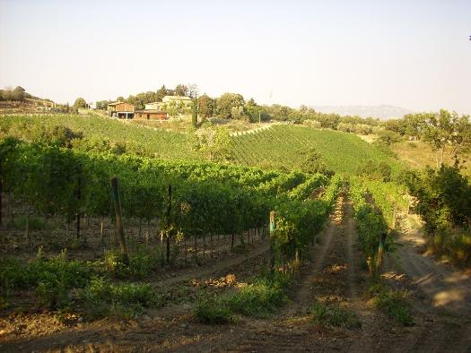 Vendita azienda agricola PISA