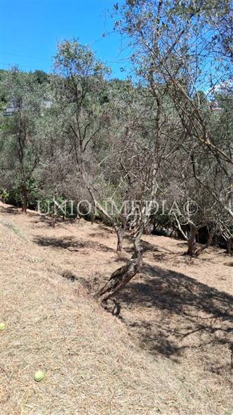 WhatsApp Image 2025-07-11 at 10.25.27 (1).jpeg