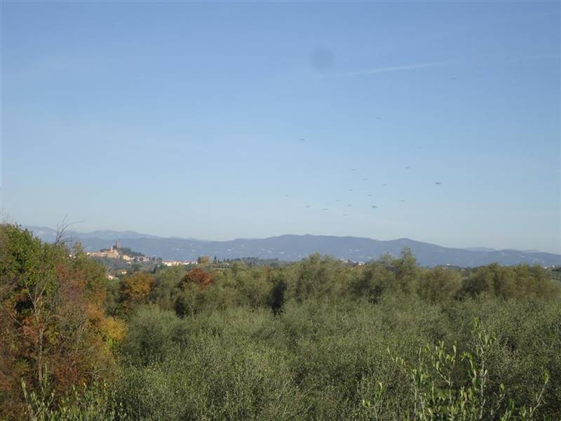 San Miniato vendesi azienda agricola