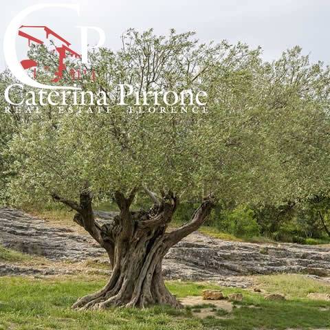 FIESOLE VENDESI TERRENO AGRICOLO CON DUE ANNESSI