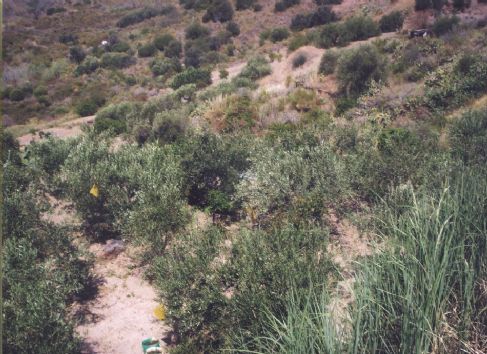 terreno con uliveto