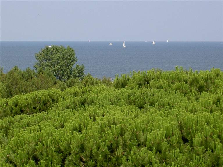 pineta del lido di spina