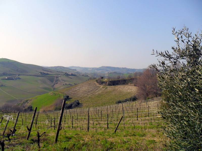 vigneti confinanti 4.JPG