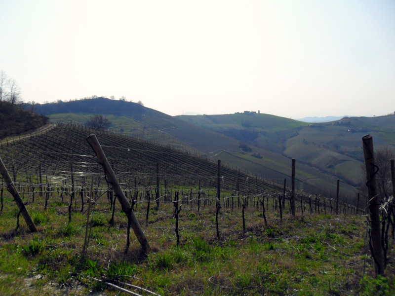 vigneti confinanti 1.JPG