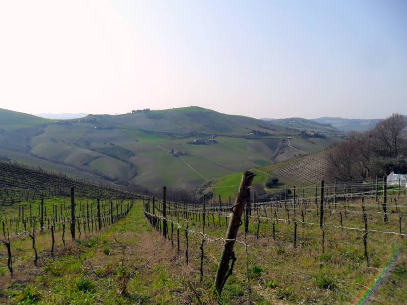 Vigneti confinanti 2.JPG