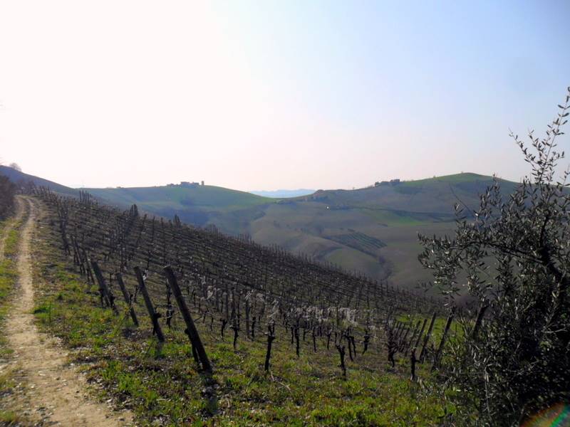 vigneti confinanti.JPG