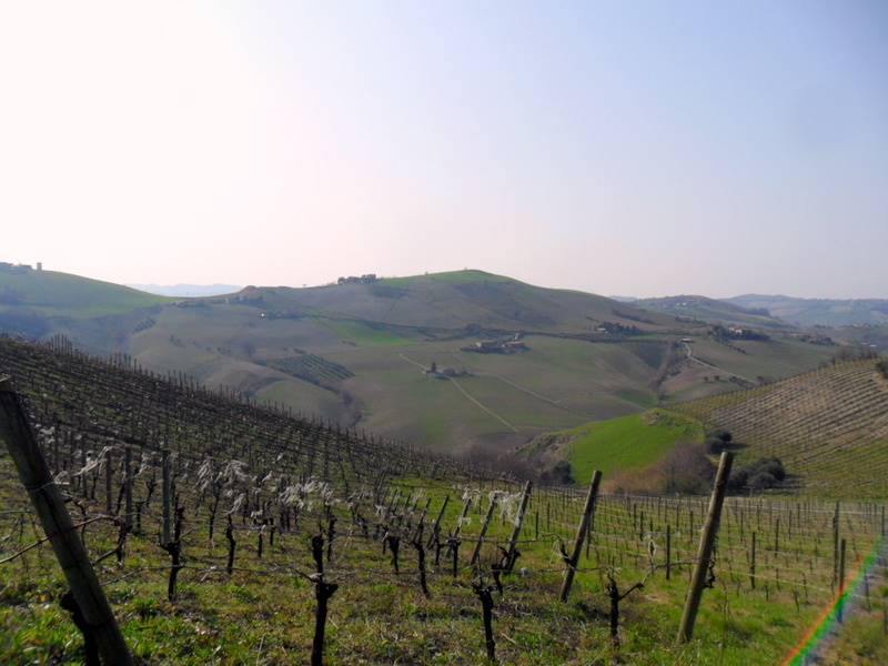 vigneti confinanti 3.JPG