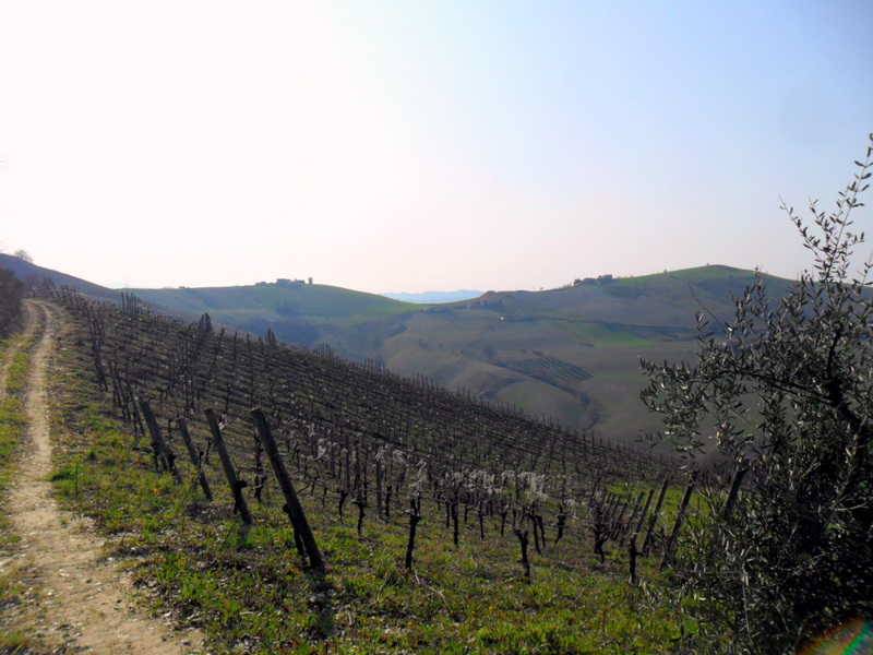 vigneti confinanti.JPG