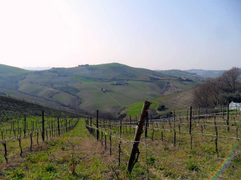 Vigneti confinanti 2.JPG