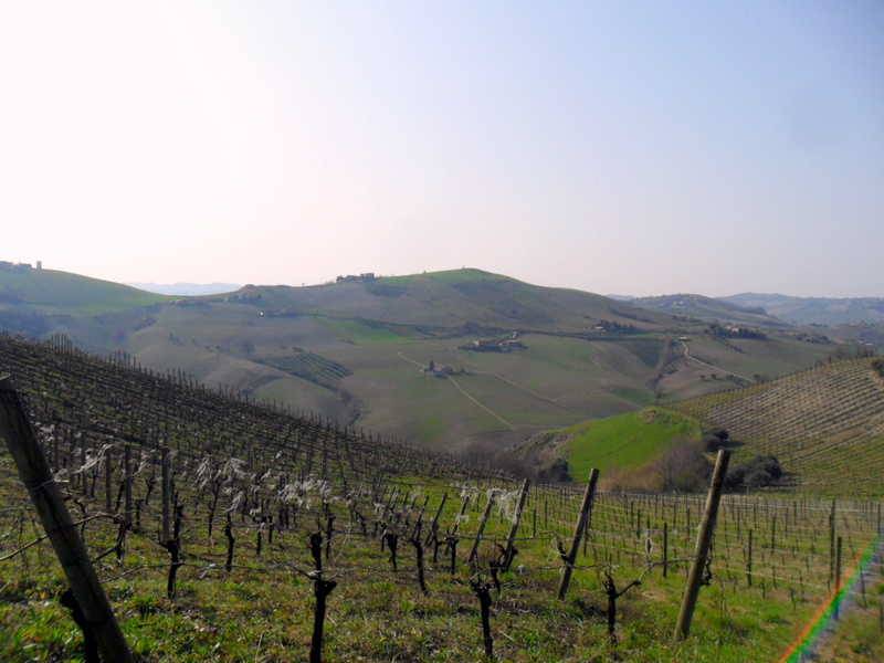 vigneti confinanti 3.JPG