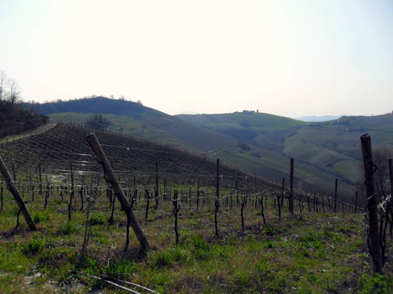 vigneti confinanti 1.JPG