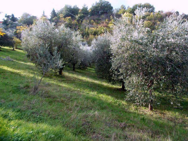 ASCOLI PICENO-Uliveto 03.jpg