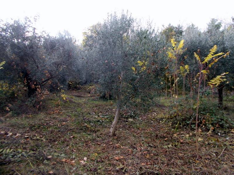 ASCOLI PICENO-Uliveto 11.jpg