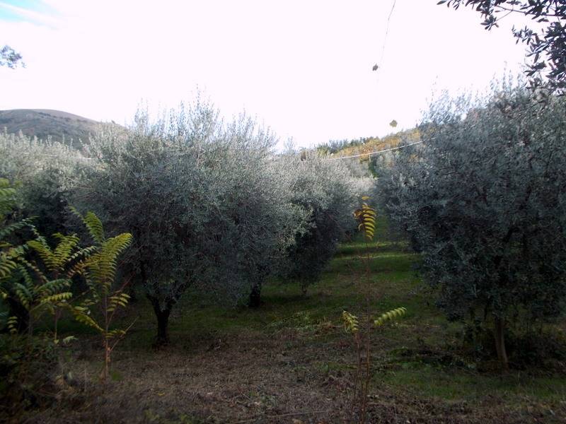 ASCOLI PICENO-Uliveto 10.jpg