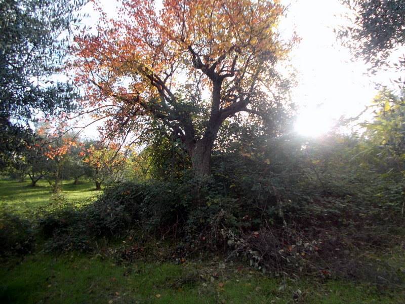 ASCOLI PICENO-Uliveto 06.jpg