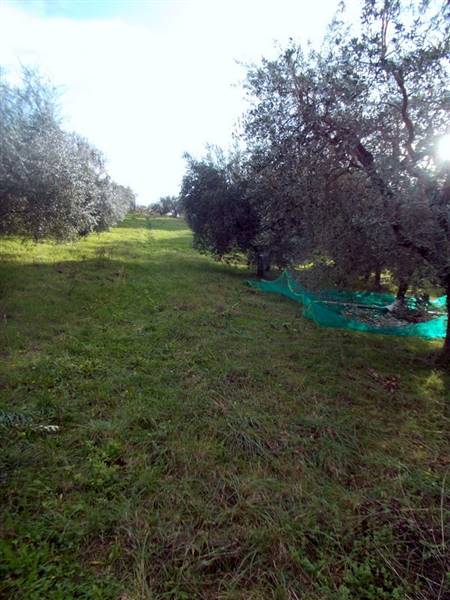 ASCOLI PICENO-Uliveto 02.jpg