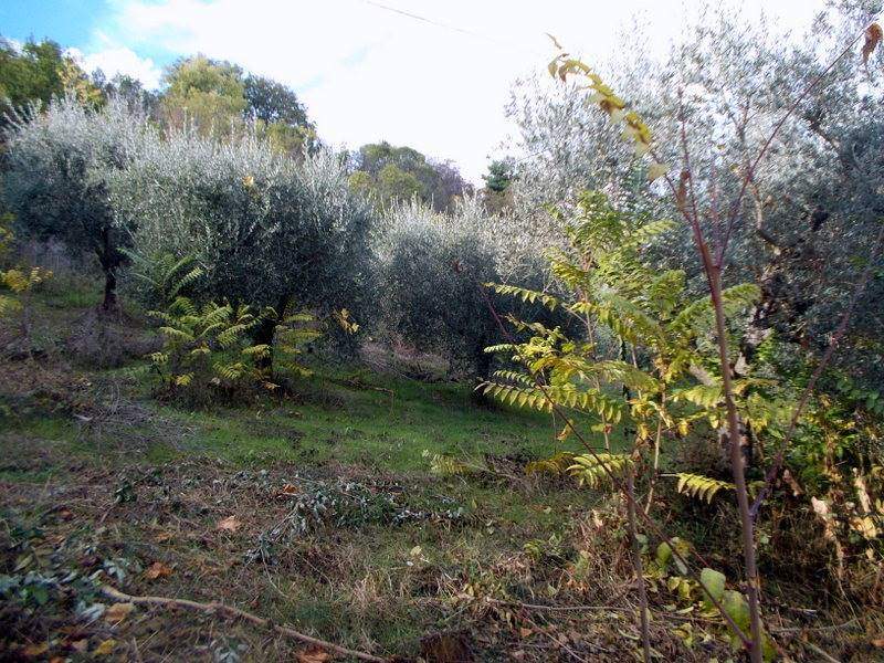 ASCOLI PICENO-Uliveto 08.jpg