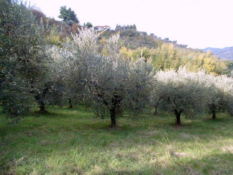 ASCOLI PICENO-Uliveto 04.jpg