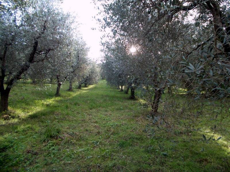 ASCOLI PICENO-Uliveto 01.jpg