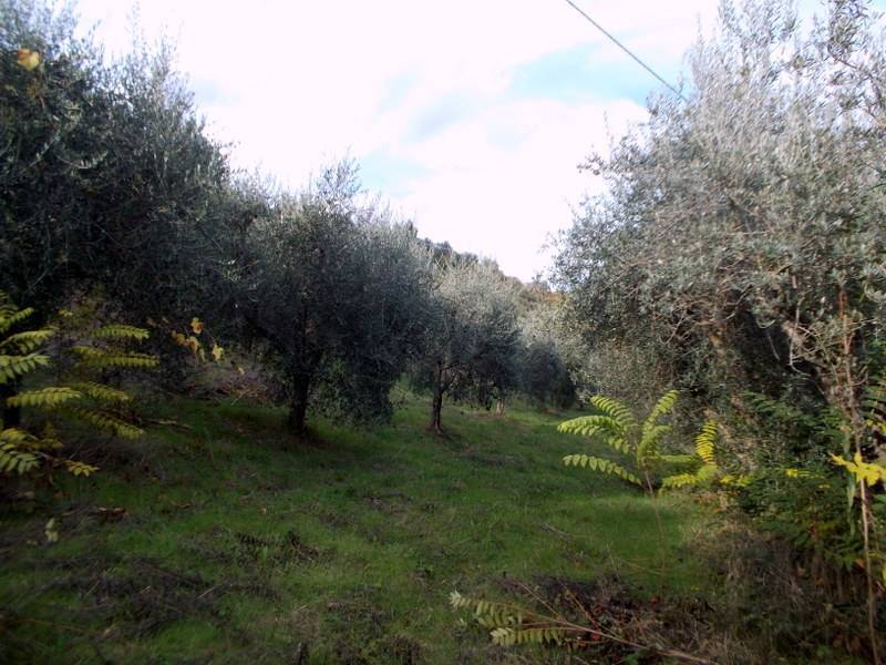 ASCOLI PICENO-Uliveto 09.jpg