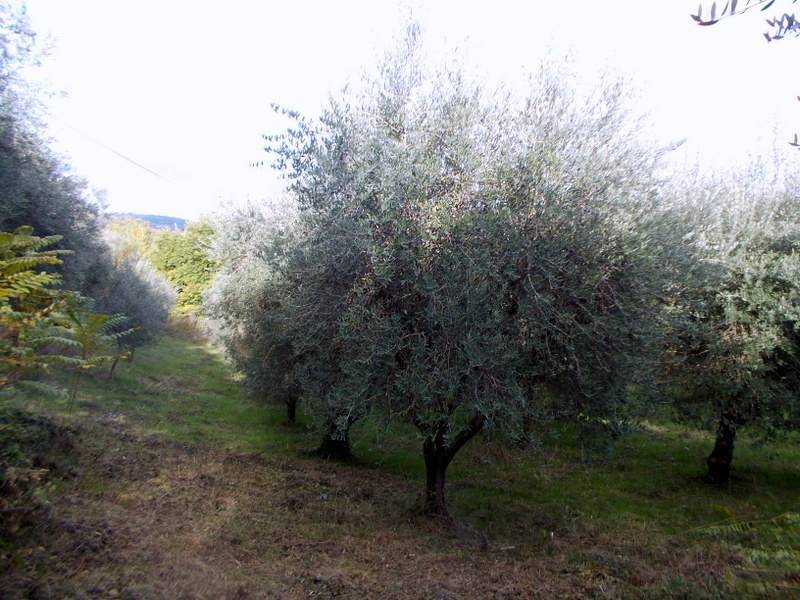 ASCOLI PICENO-Uliveto 07.jpg