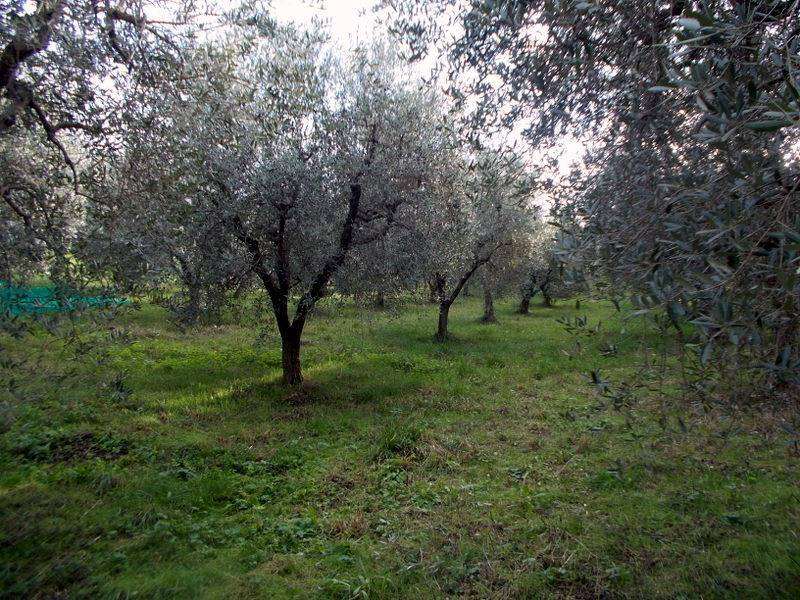 ASCOLI PICENO-Uliveto 15.jpg