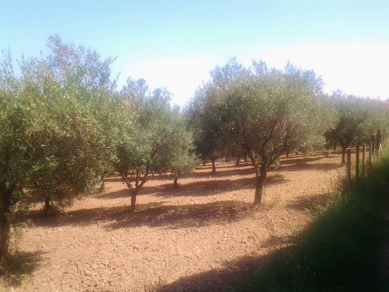 20160701_151544 (800x600).jpg