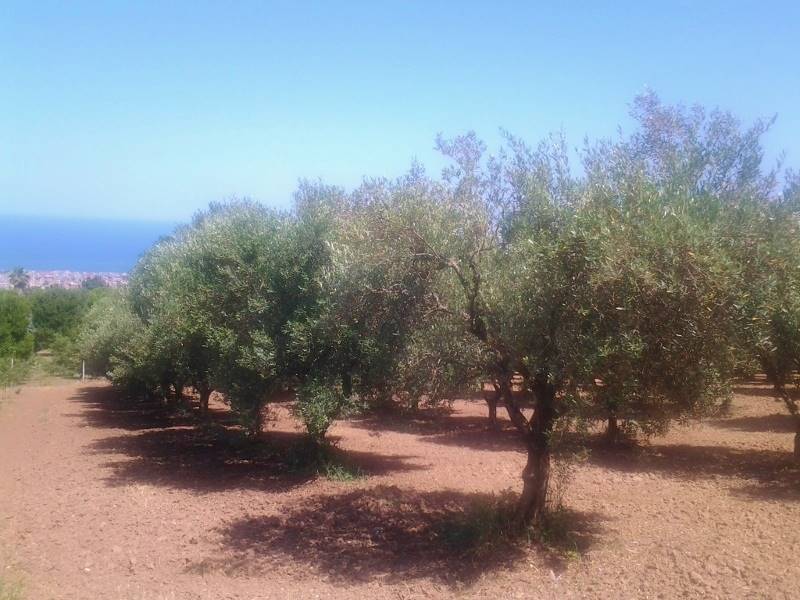 20160701_151541 (800x600).jpg