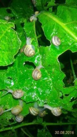 lumache su foglia.jpg