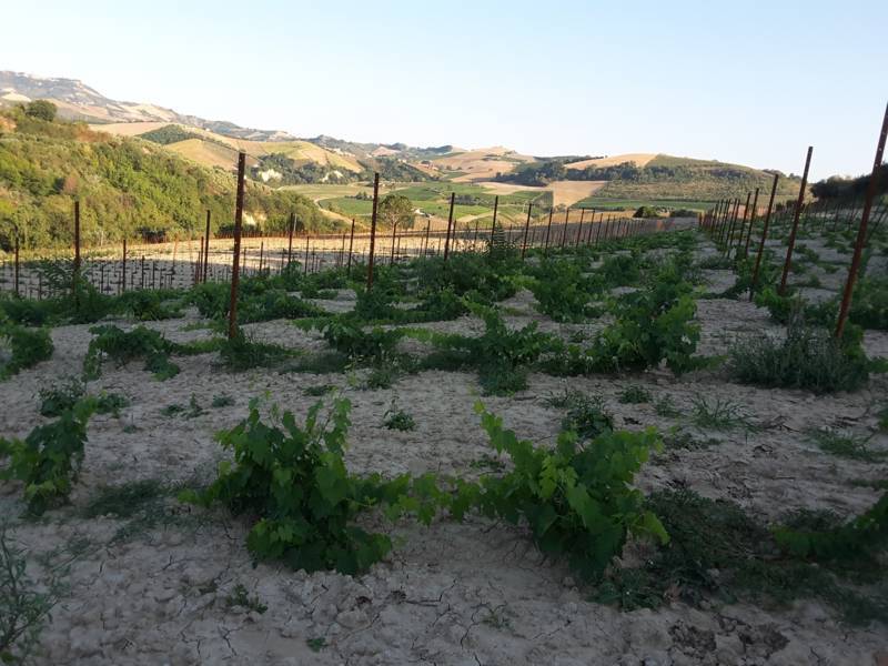 07 Carassai - Vigneto,uliveto e seminat