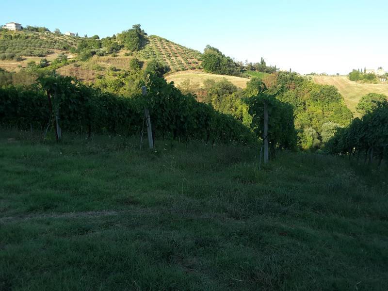 05 Carassai - Vigneto,uliveto e seminat