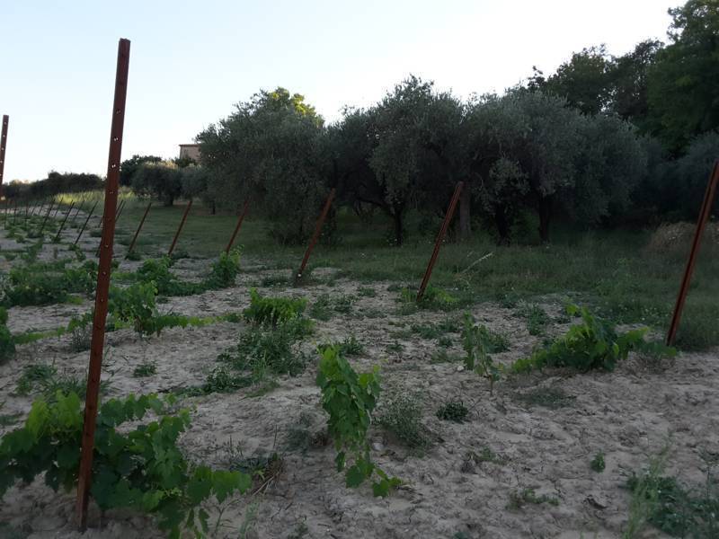 08 Carassai - Vigneto,uliveto e seminat