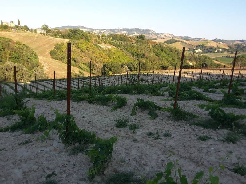 09 Carassai - Vigneto,uliveto e seminat